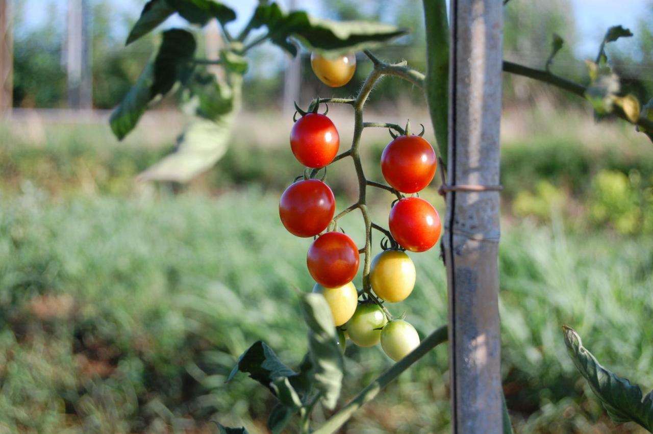 Staranzano Societa Agricola La Staccionata 빌라 외부 사진